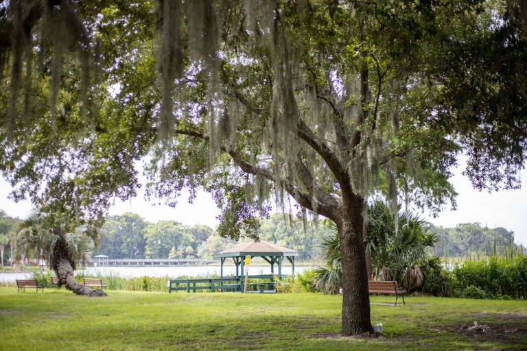 mossy trees in Mount Dora